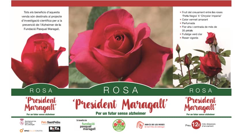Venda de rosers “President Maragall” a la festa i plantada de Torreblanca